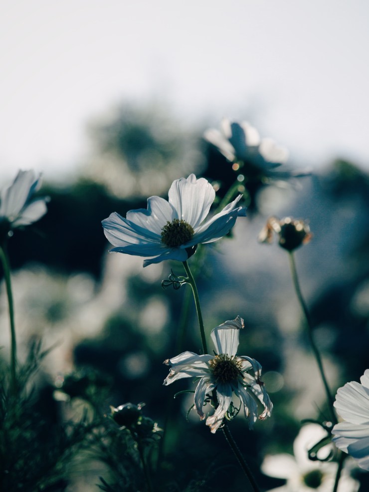 Processed with VSCO with e3 preset